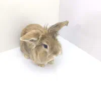 خرگوش خانگی|موش و خرگوش|شراء, |دیوار