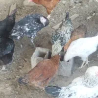 خروس و بوقلمون|حیوانات مزرعه|گلوگاه, |دیوار