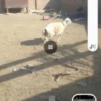 دو راس بره قوچ فروشی باخرز|حیوانات مزرعه|بالا ولایت, |دیوار