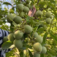 توزیع نهال گردو فرنورپیوندی پایه کوتاه