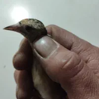 سهره لچک سیاه|پرنده|تبریز, |دیوار