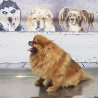 دکتر دامپزشک در محل و کلینیک دامپزشکی سیار|خدمات پیشه و مهارت|کرج, فاز ۳ مهرشهر|دیوار