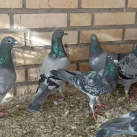 کبوتر|پرنده|باوی, |دیوار