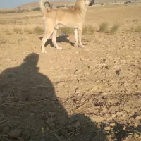 واگزاری سگ
