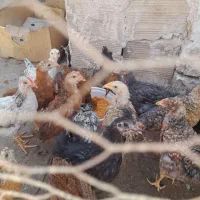 جوجه مرغ محلی