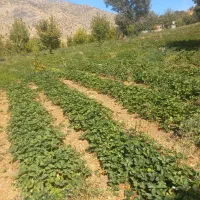 فروش-زمین-کشاورزی-درروستایی-لبنی