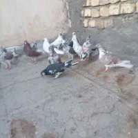 کفترضمانتی