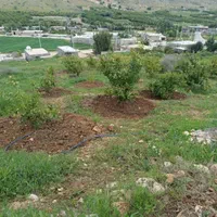 زمین باغ لیمو ثمری