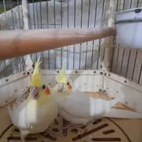 دو عدد جوجه لوتینو تپل ۱ ماهه آروم و سرحال ،دانخور