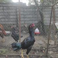 خروس لاری اصیل مشکی|حیوانات مزرعه|کلارآباد, |دیوار