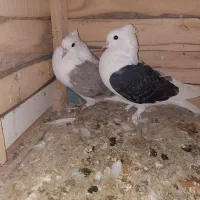 کبوتر پشت(دو کت)خوشگل