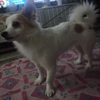 توله سایزکوچیک