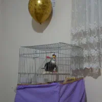 عروس هلندی گمشده رنگ طوسی