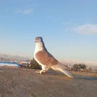 کبوتر ساده کاکلی سرخ سیاه سبز