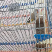 سهره کرمانی