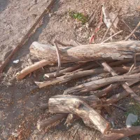 خرید چوب|خدمات باغبانی و درختکاری|گناباد, |دیوار