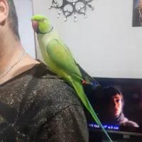 طوطی ملنگو سخنگو رام با قفس تمام لوازم|پرنده|رشت, جانبازان|دیوار