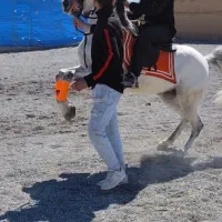 اسب