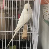 مرغ عشق نر انگلیسی