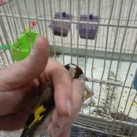 سهره نر|پرنده|نقده, |دیوار