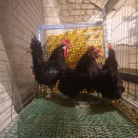 جوجه نژاد برس، برسه، لابرس فرانسه