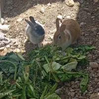 ی جفت خرگوش نر ماده مینی لوپ