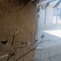 کوتوله. مرغ عشق. فنچ|پرنده|شیبکوه (فارس), |دیوار