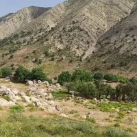 جاشیر کوهی مناسب برای دام