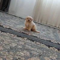 سگ نژاد شیتزو