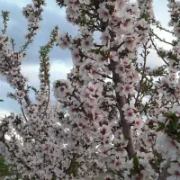 فروش زمین در کوی توحید