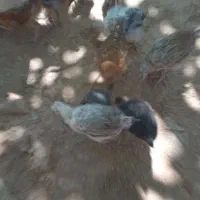 جوجه|حیوانات مزرعه|پاتاوه, |دیوار
