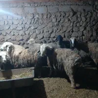 فروش گوسفند داشتی