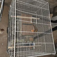 قفس|لوازم جانبی حیوانات|نیشابور, شهرک فرهنگیان|دیوار