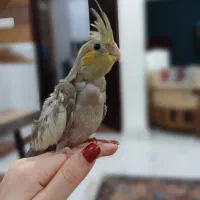 جوجه عروس هلندی