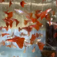 آکواریوم گوپی لند