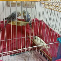 سه عدد مرغ عشق سرحال