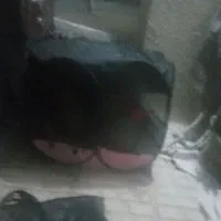 سگ پا کوتاه شیطان و بازی گوش قیمت 3500|سگ|الوند, |دیوار