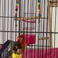 فروش/طوطی کوتوله/رنگ بی نظیر