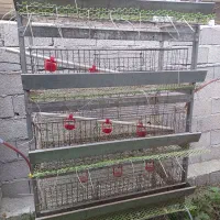 فروش قفسه۵طبقه بلدرچین وجوجه