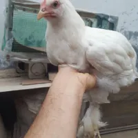 امپراطور و برهما چهار ماهه فروشی