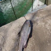 ماهی قزل آلا