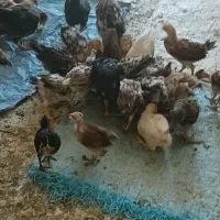 جوجه محلی