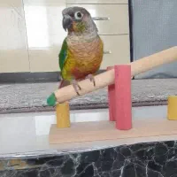 معاوضه گرینچیک فول رام با راهب