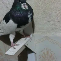 کفتر شهری ،چنگ موشی ،دمبی، طوقی