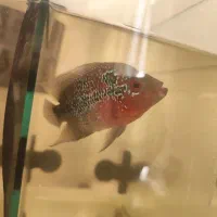 دو تا ماهی فلاور