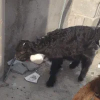 بزغاله|حیوانات مزرعه|مشهد, کلاته برفی|دیوار