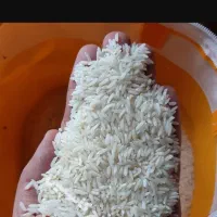برنج طارم اصل
