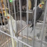 جفت عروس هلندی|پرنده|مشهد, امام خمینی|دیوار