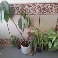 گل و گیاه طبیعی