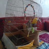 عروس هلندی با قفس و لوازم|پرنده|سبزوار, شرق کال شمالی|دیوار